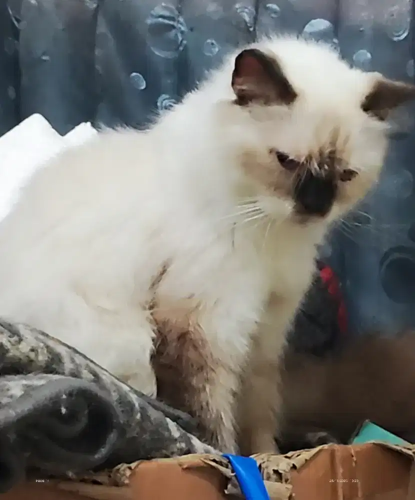 Lepas adopt kucing Himalaya bigbone