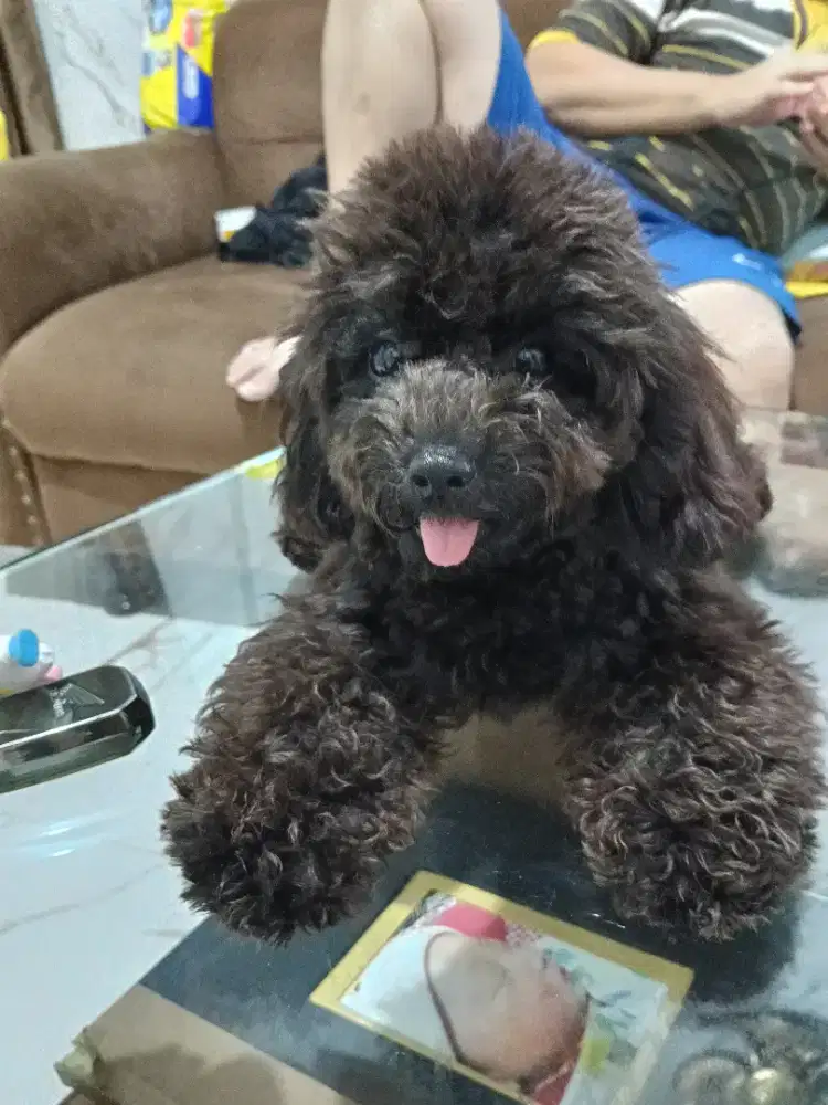 Toy poodle stb male