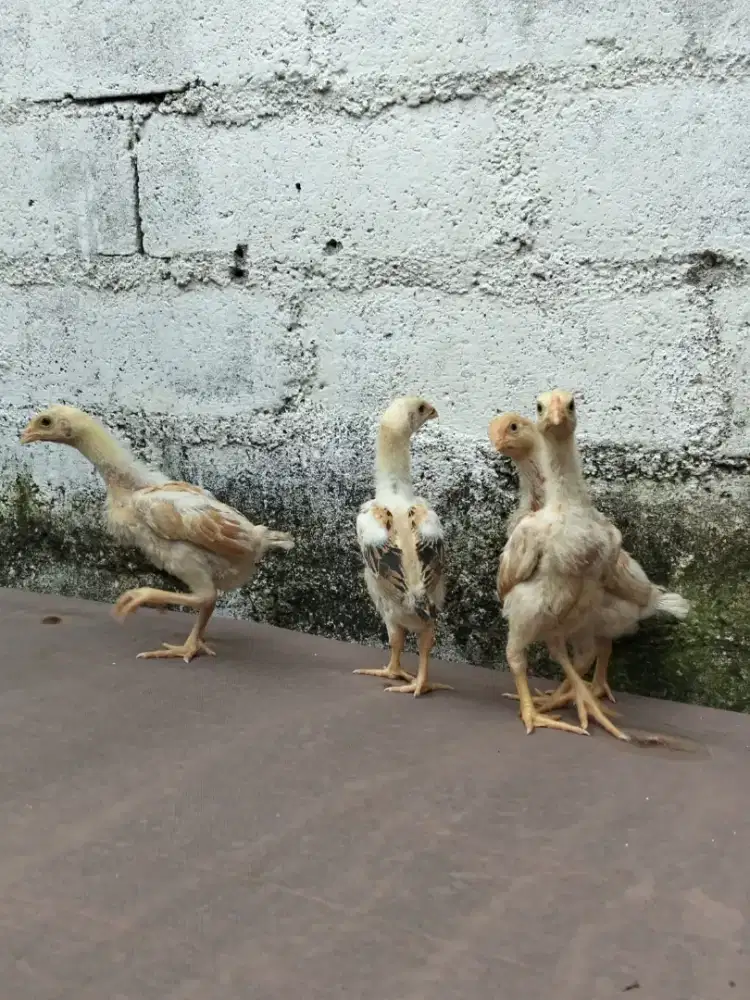 Ayam Shamo anakan