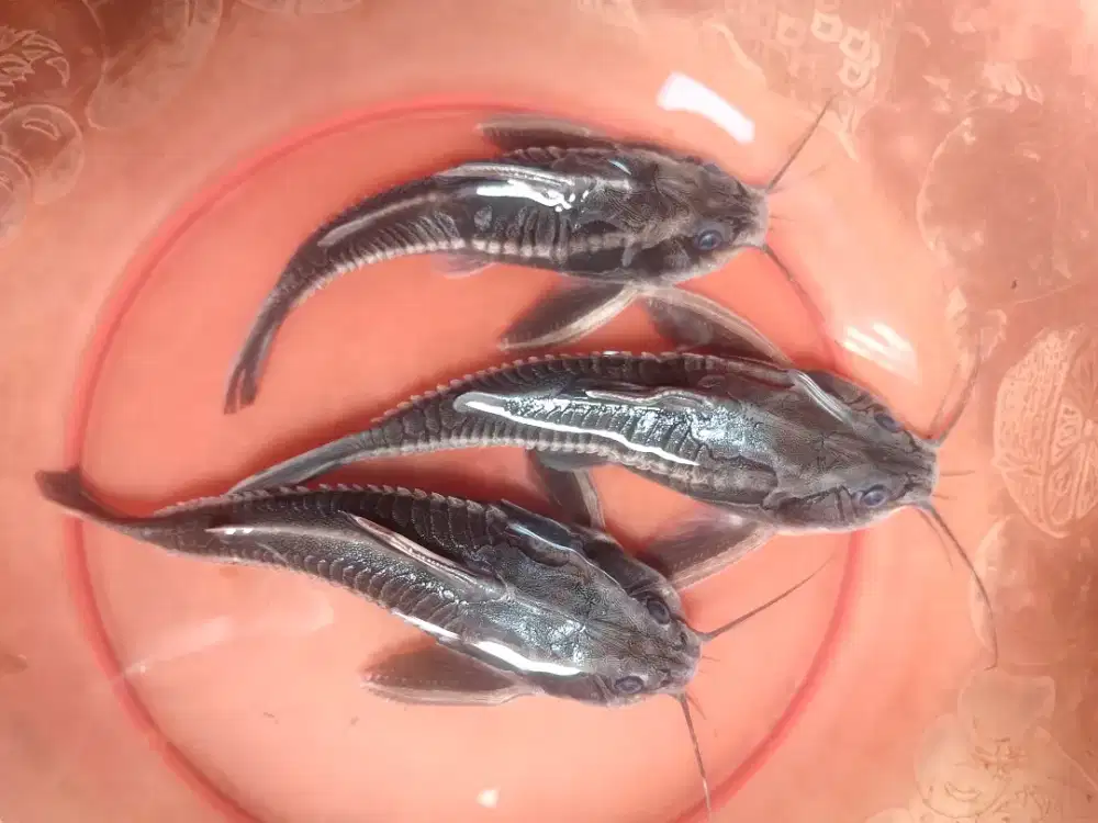 Ikan platydoras catfish