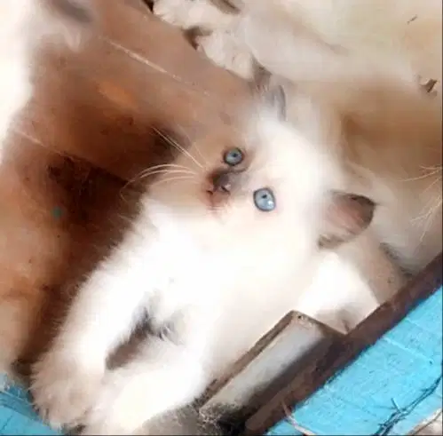 Kitten Himalaya redpoint