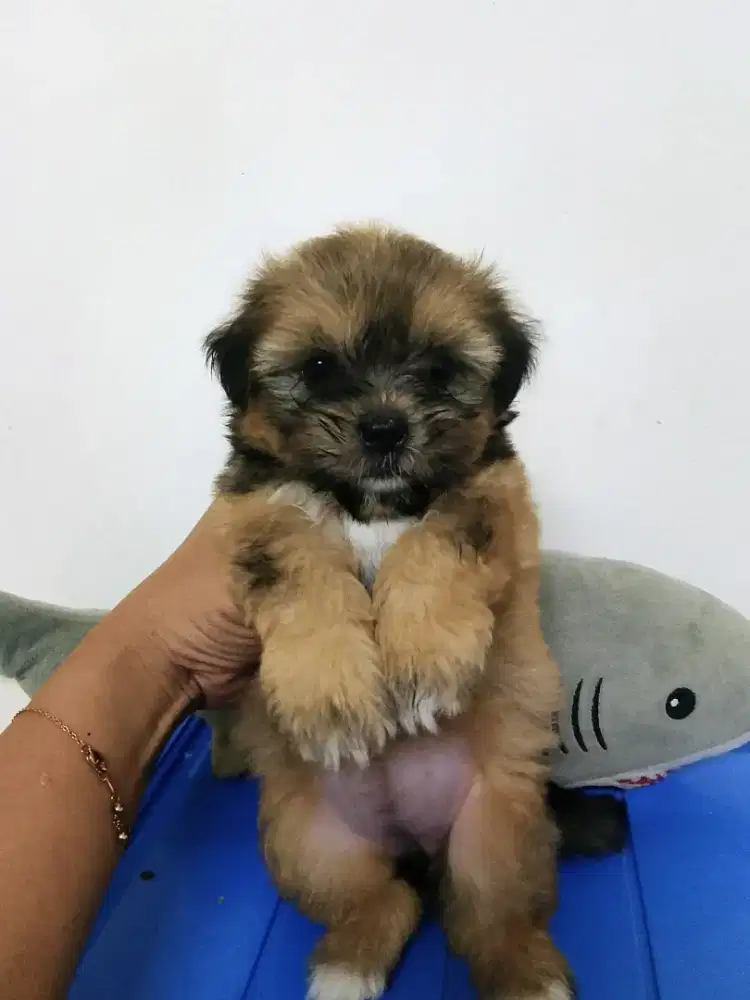 Puppy Betyna mini shitzu