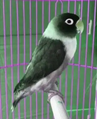 Jual lovebird batmen mulus