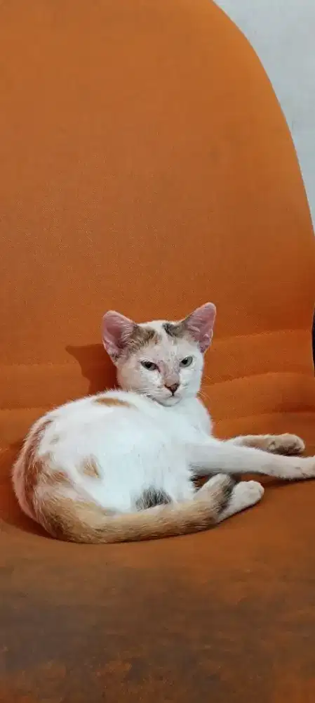 Jasa membersihkan dan mengurus kucing