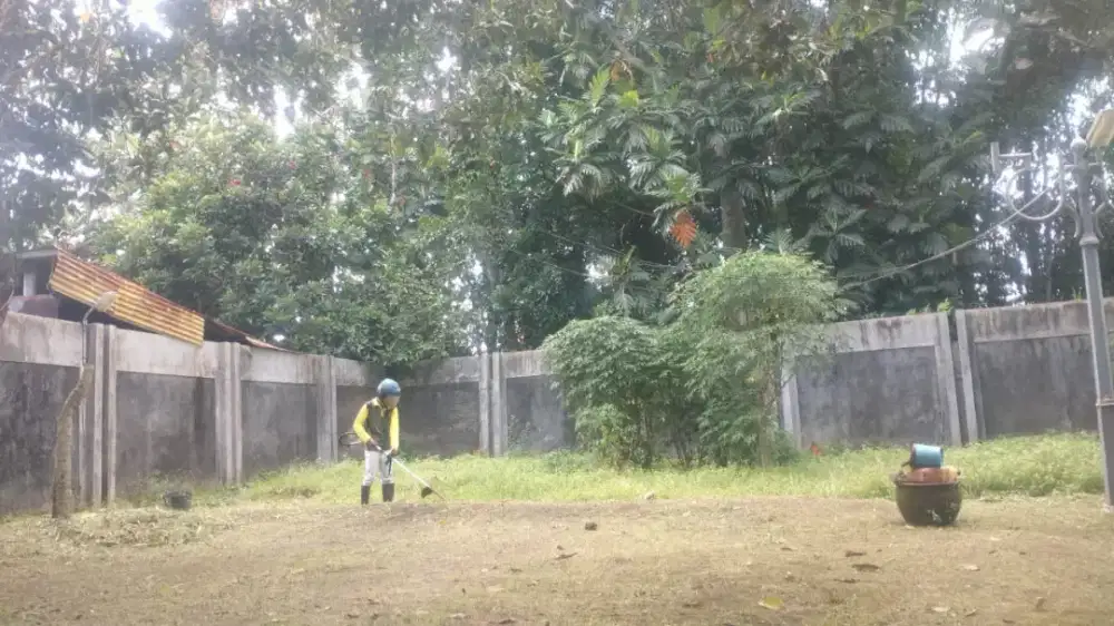 Jasa potong rumput dan tebang pohon