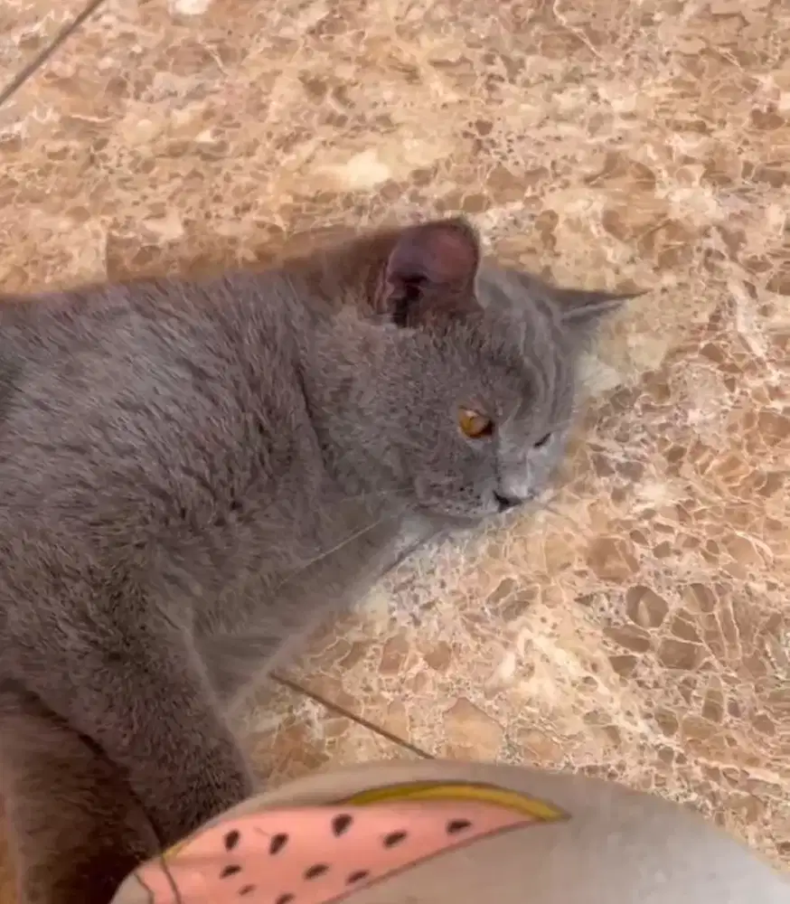 British Short Hair Blue Solid Female