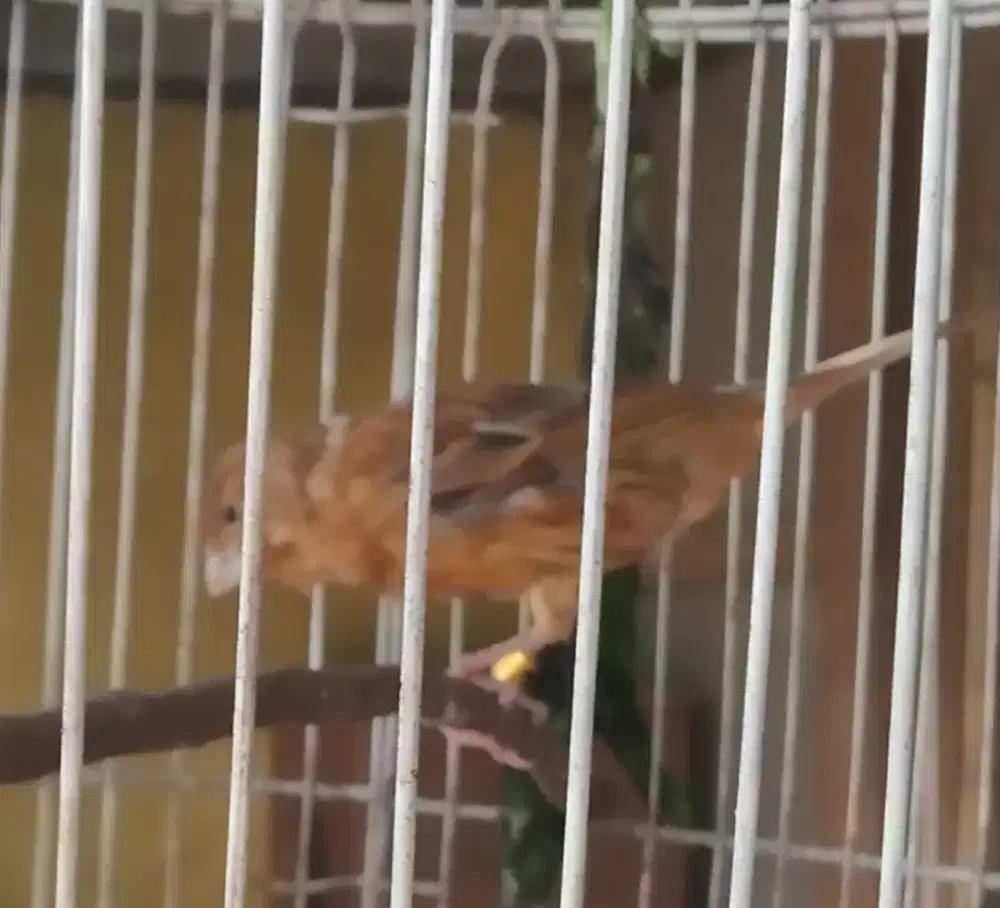 Kenari blackred jantan