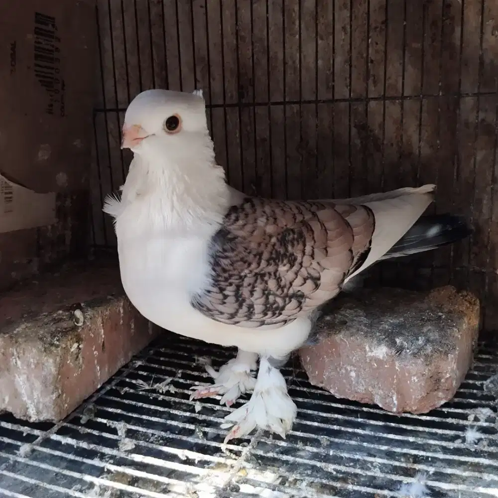 Merpati hias  jantan