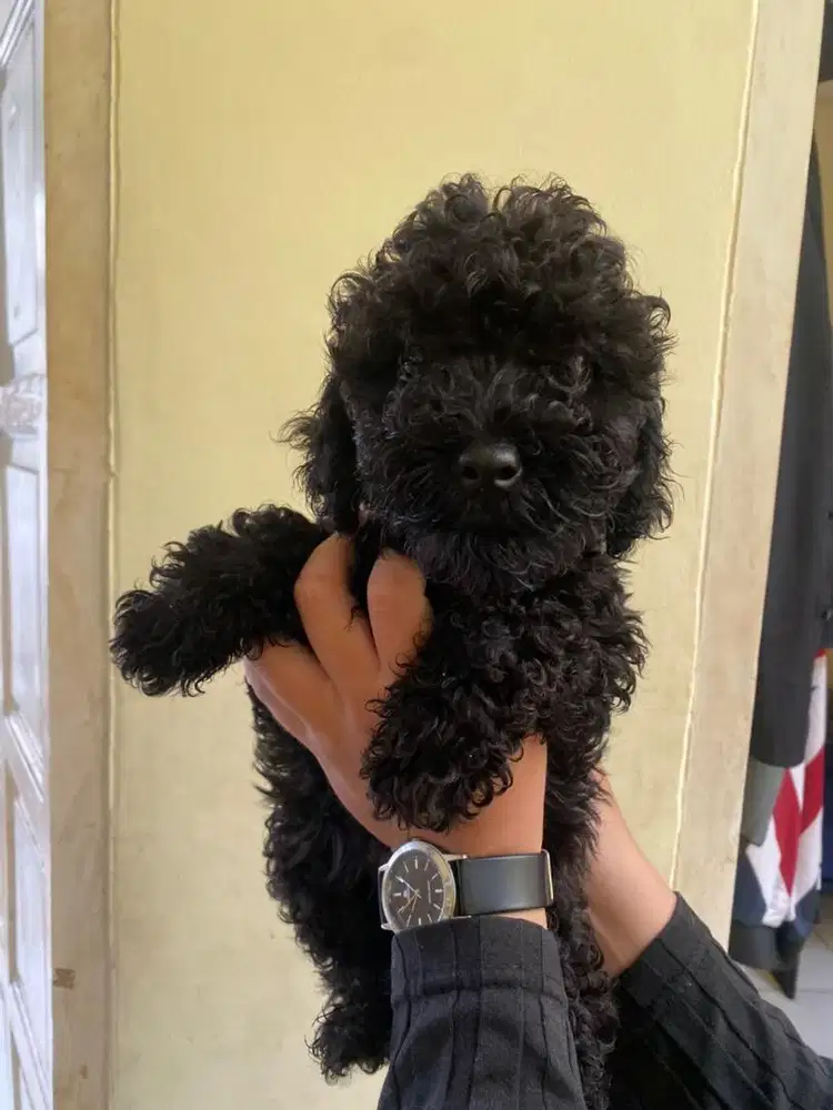 Anjing / anjing poodle / anjing kecil / anjing lucu / anjing rumah