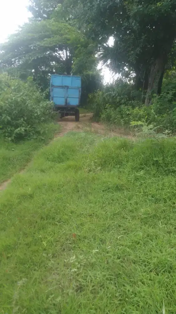 TANAH PEKARANGAN MURAH PACIRAN LAMONGAN