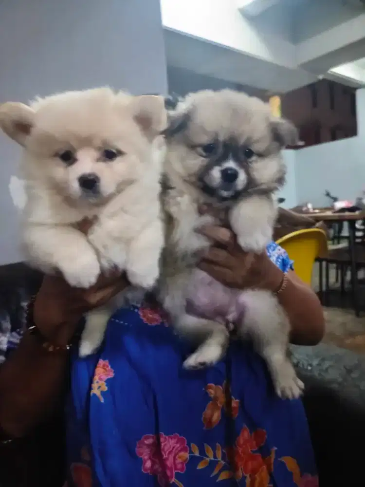 Jual anjing minipom 1 bulan