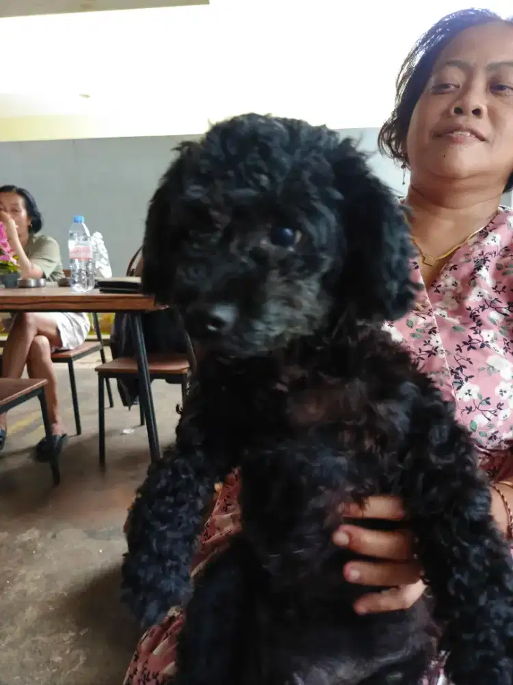 Jual murah anjing podle jntan