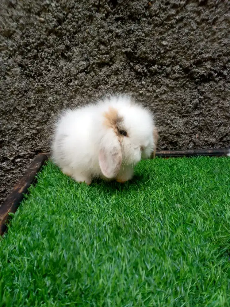 Kelinci fuzzy lop