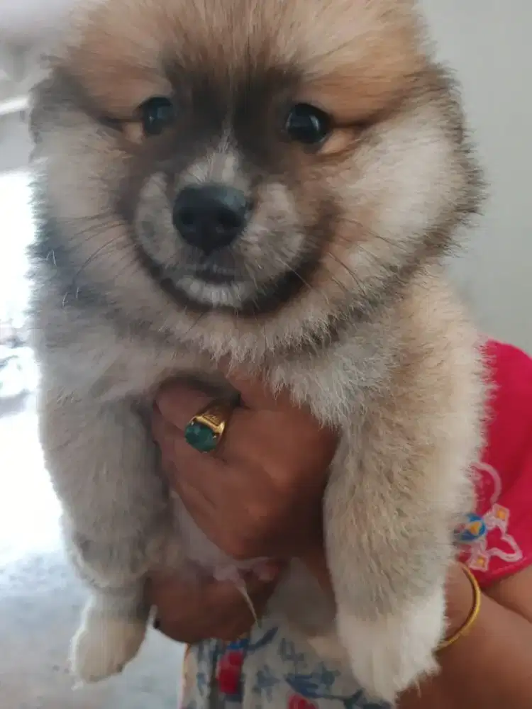 Jual murah anjing pom jntan