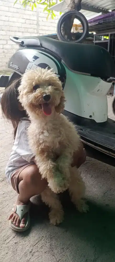 Apricot poodle betina