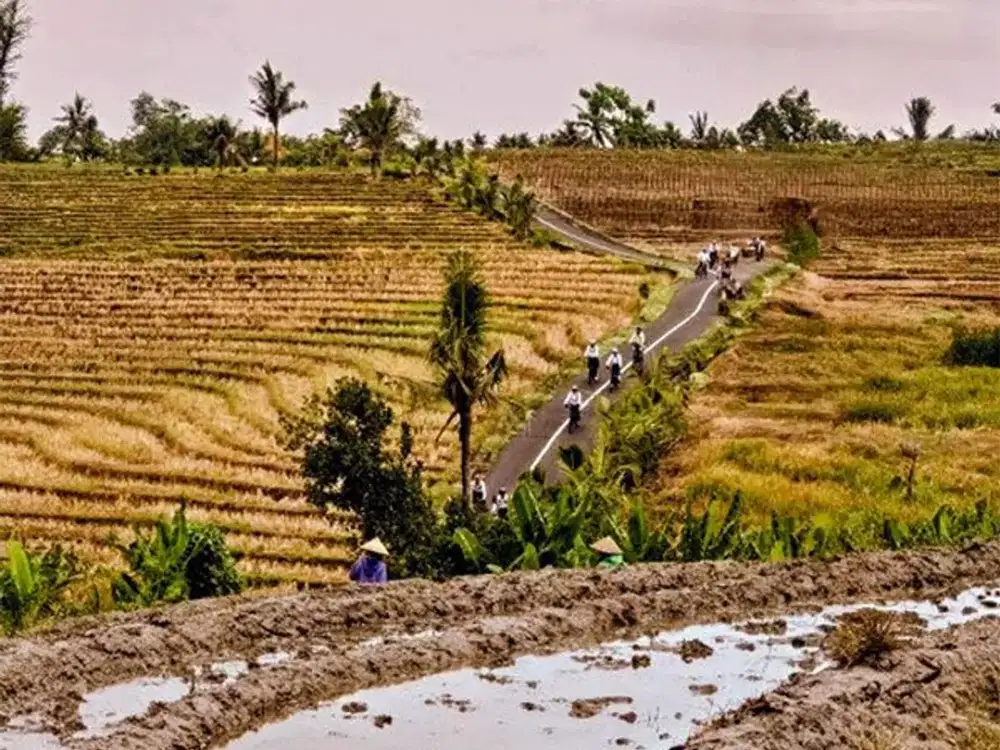 [AMS-034.AM] Jual Tanah Sawah 44 are di Desa Wisata Tista Kerambitan Tabanan