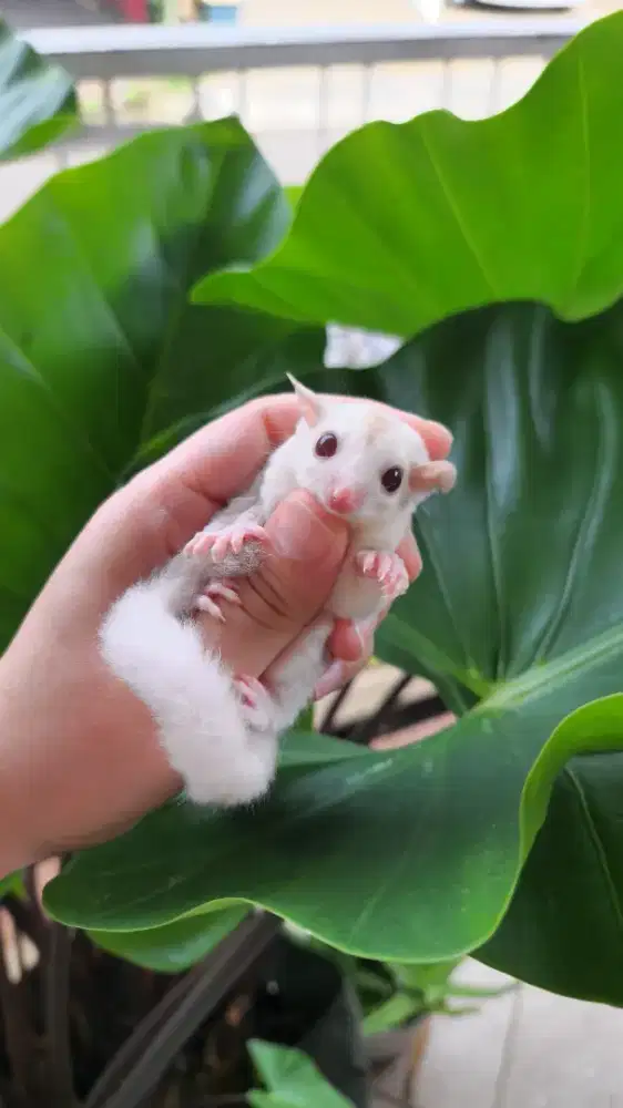 Beli 1 dapat 2 sugar glider,cewe umur 1,5bln , cowo umur 6bln