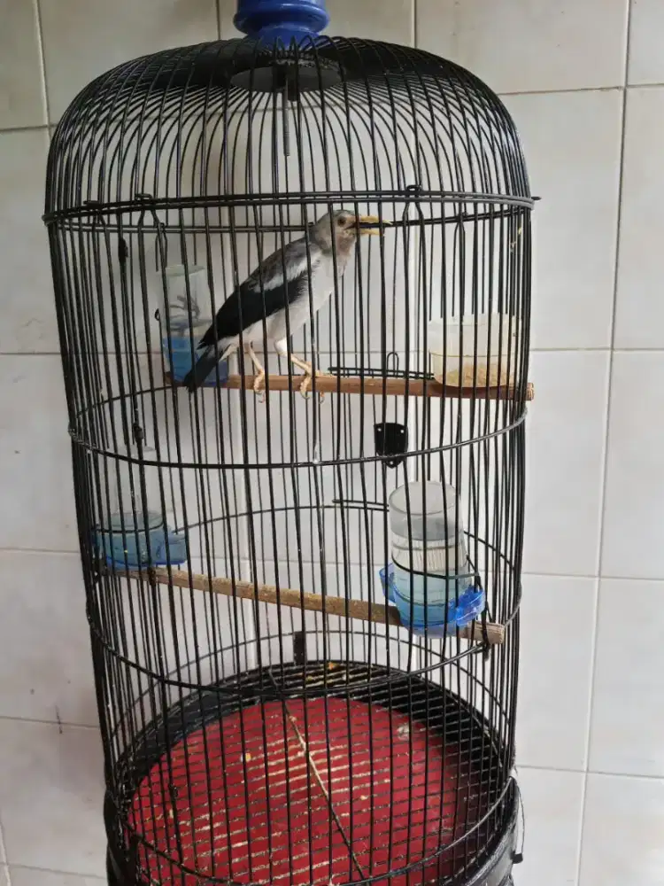 dijual burung jalak hybrid