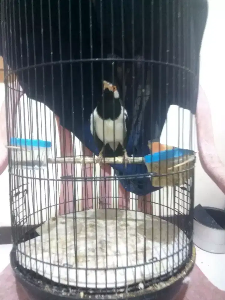 Jalak Suren Jantan Jinak Rajin