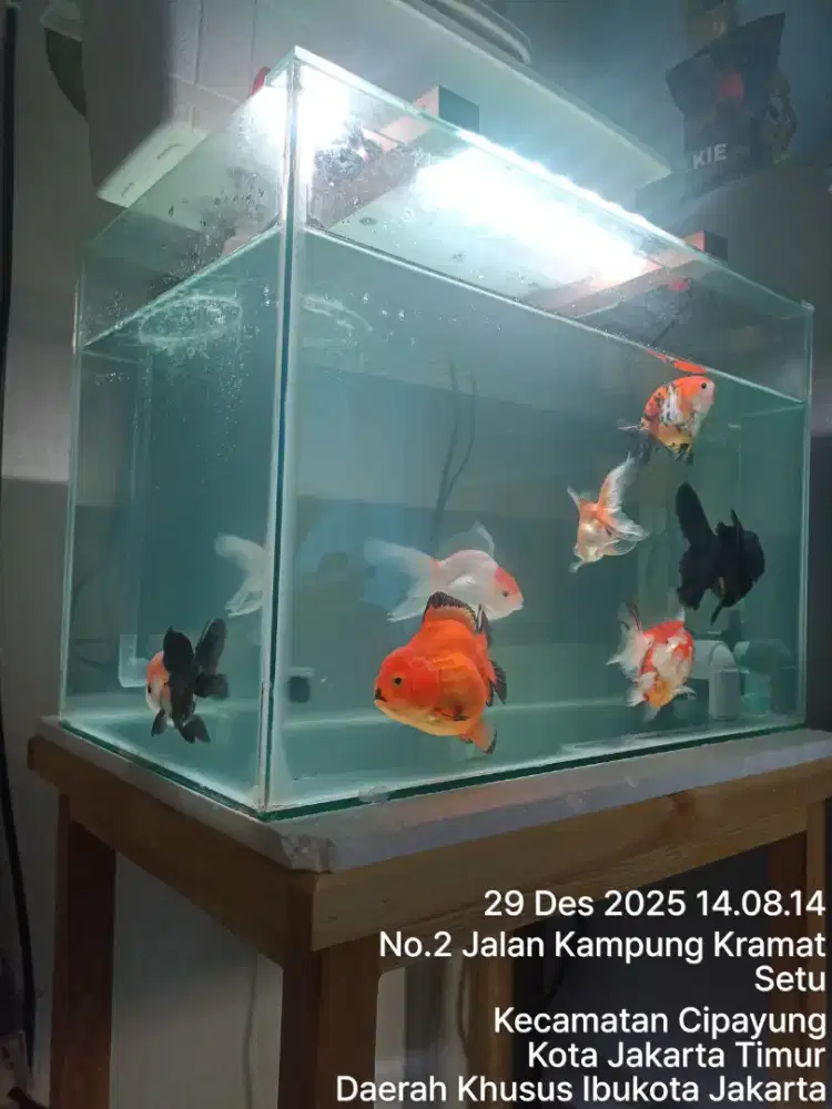 Ikan koki Ost,OLt,Rancu,Tanco,Oranda rw