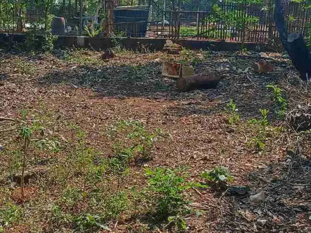 Dijual Tanah Kebun 500 m2 Cibodas Bungursari Purwakarta