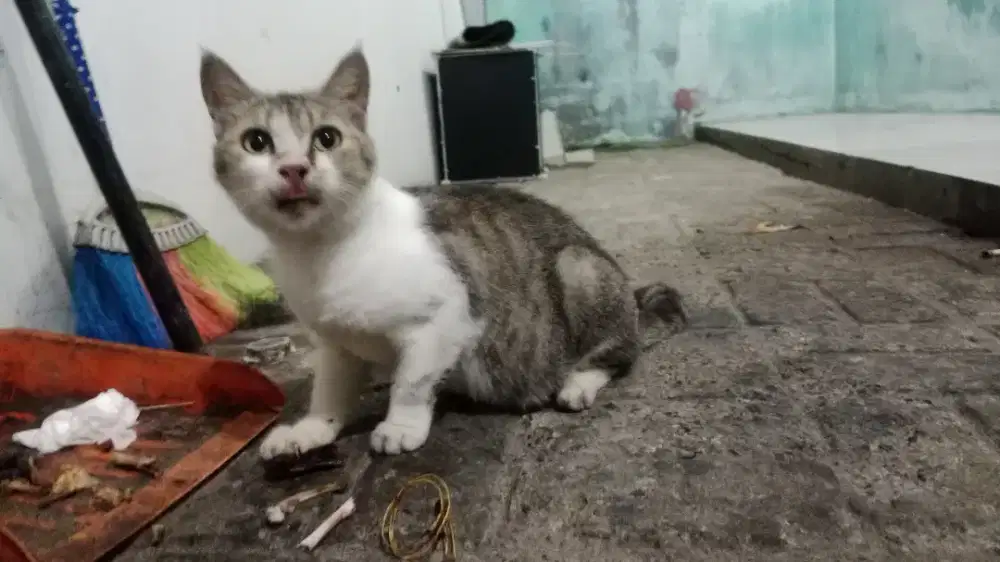 Kucing jinak lucu