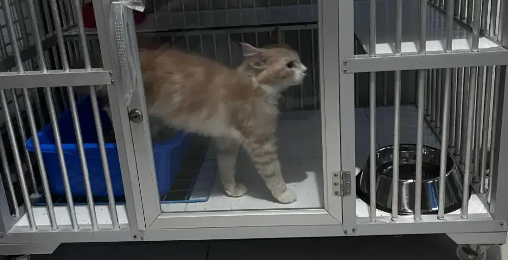 Mainecoon Betina Non Ped