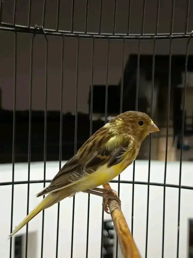 Kenari loper warna cerah sesuai pict