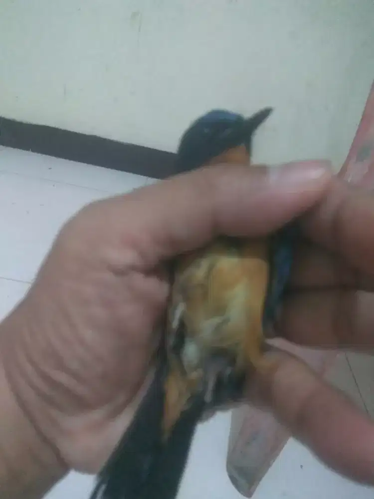 Tledekan Gunung/ Bakau Jantan.