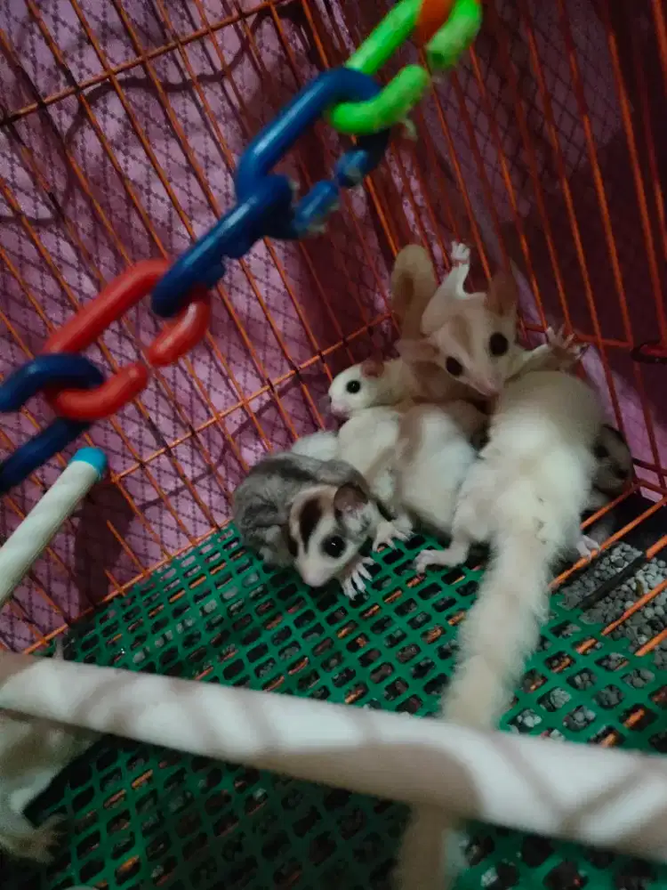 Sugar Glider Cremino dan Leucistic usia 2 bulan