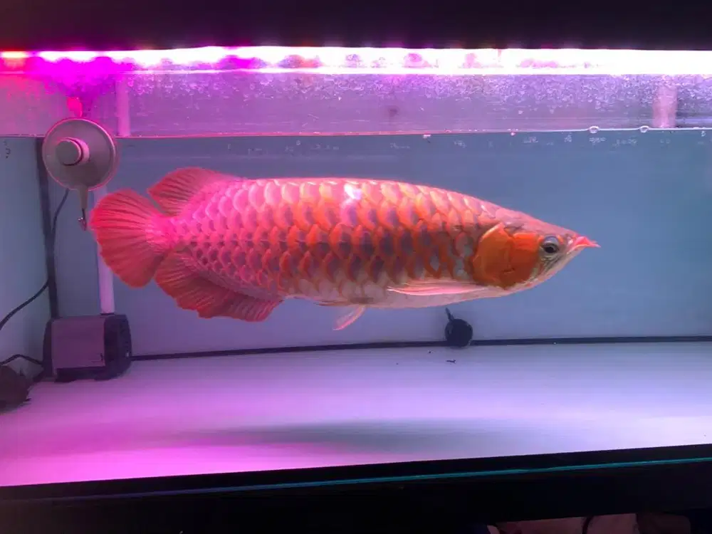 ARWANA SUPER RED UKURAN 50 cm