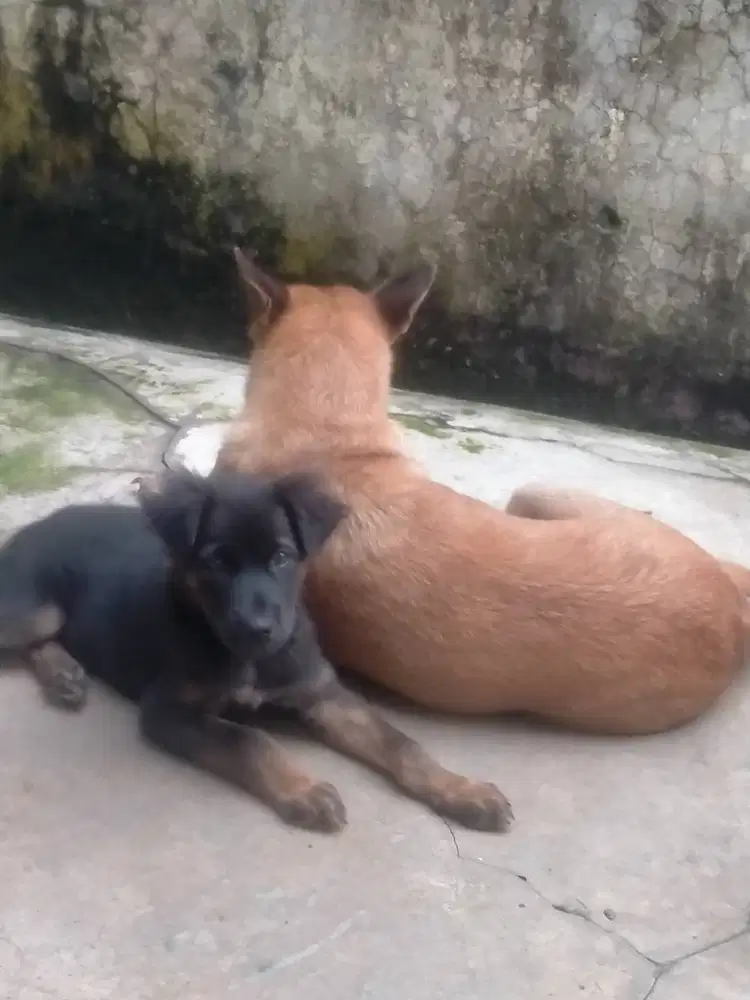 Anjing lincah umur 3 bulan