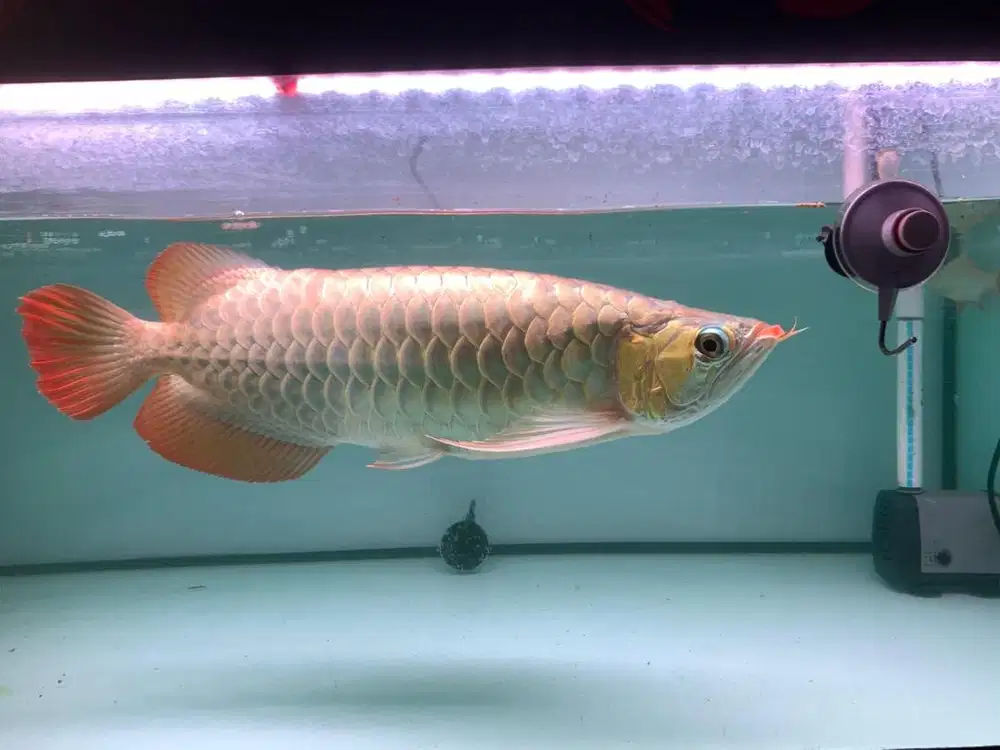 ARWANA SUPER RED UKURAN 45 cm