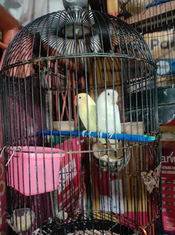 LOVEBIRD INDUKAN - PB PASTEL X ALBINO MH