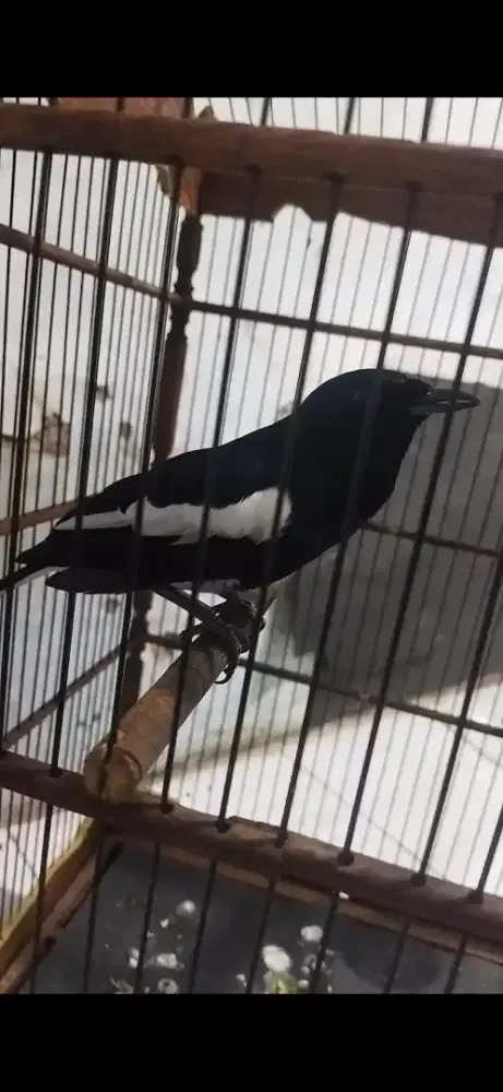 Burung kacer gacor bocor