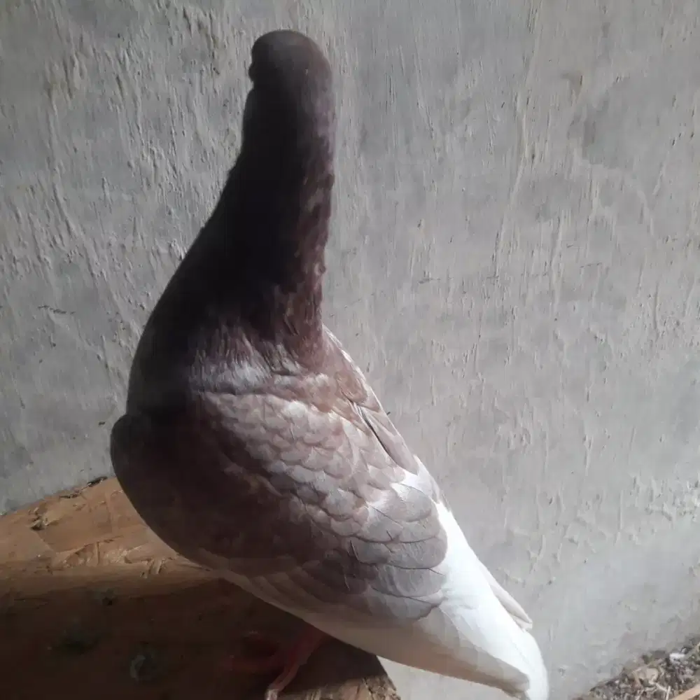 Merpati / burung dara tinggian