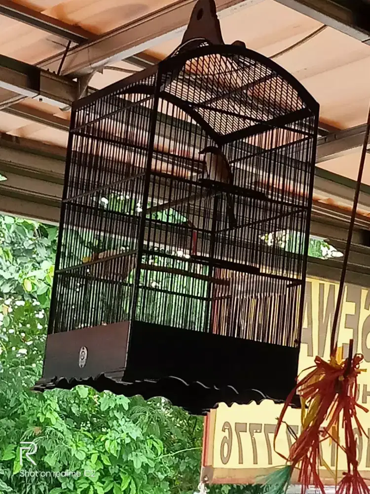 kandang kotak no2 ebod masih keker