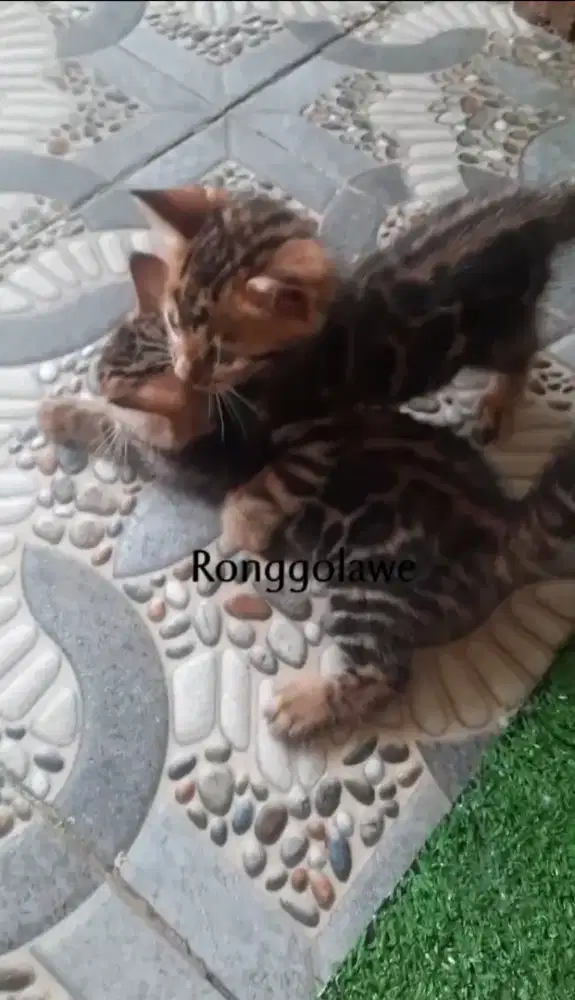 Kitten Ben9al sepasang