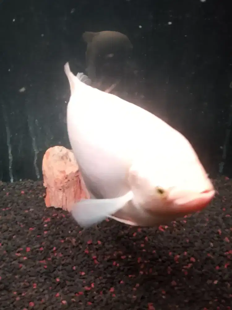 gurami padang pintar nurut