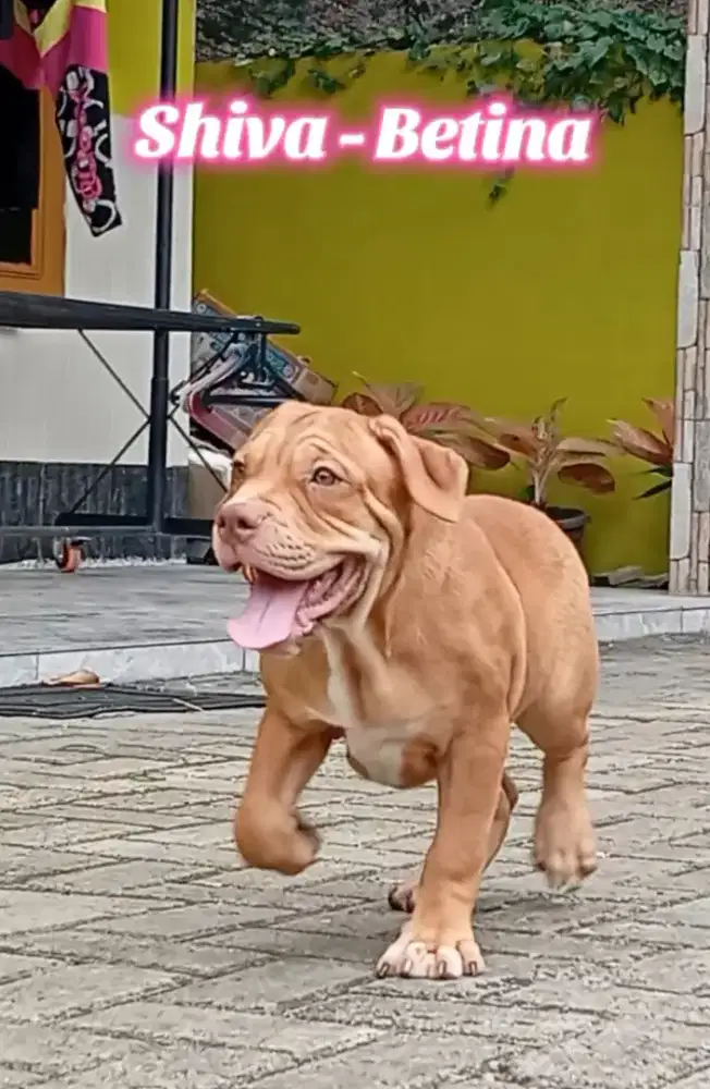 Pitbull Faun Merle carrier