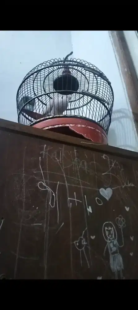 PUTER PELUNG 7 bulan