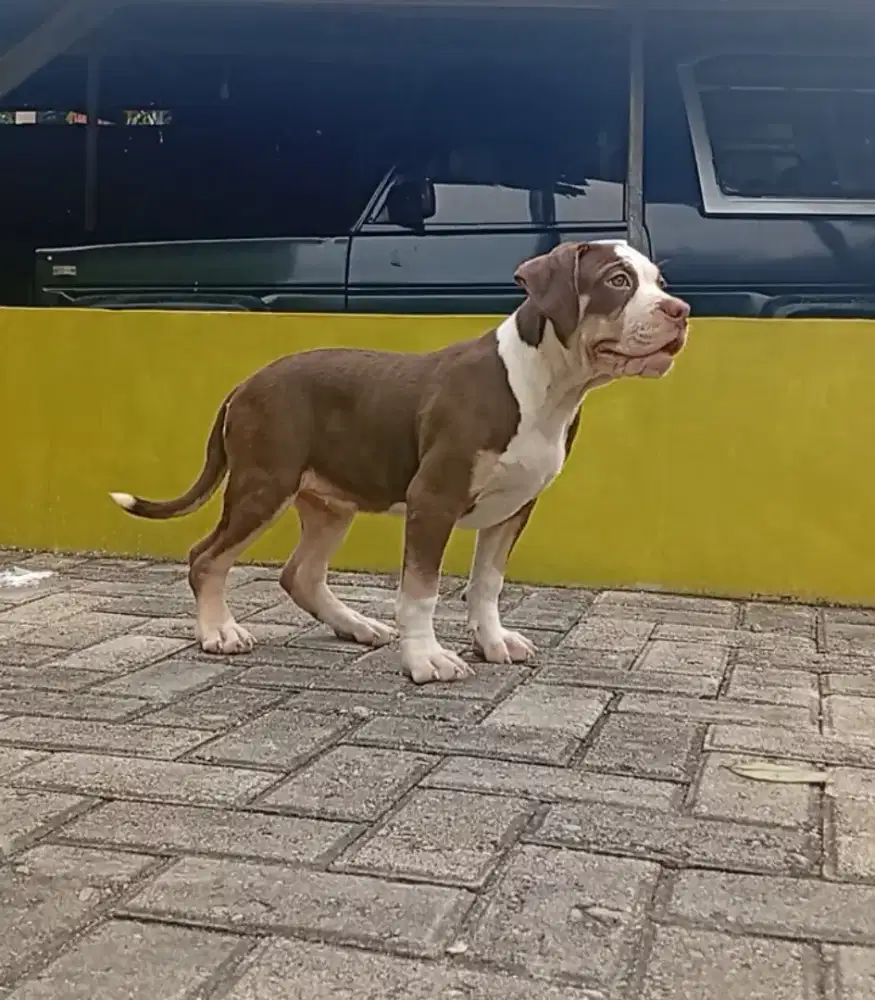 Pitbull Redtan marking putih merle carrier