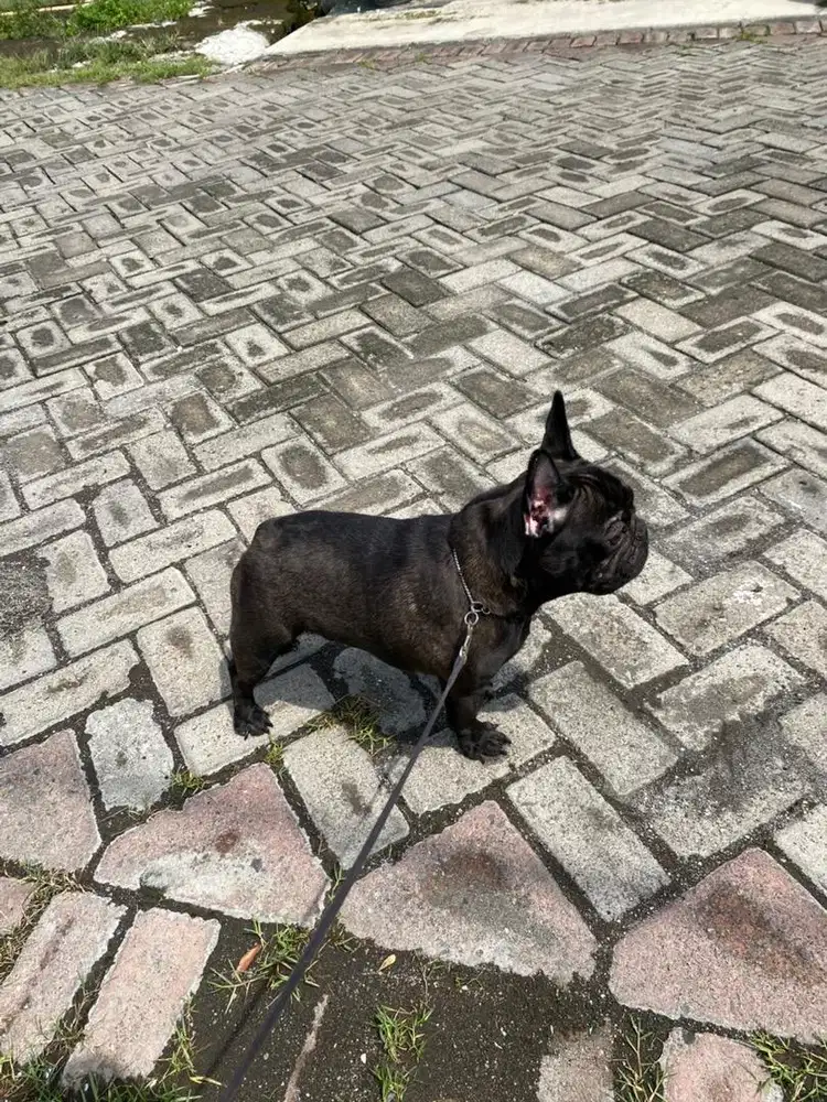 French bulldog remaja anak champion