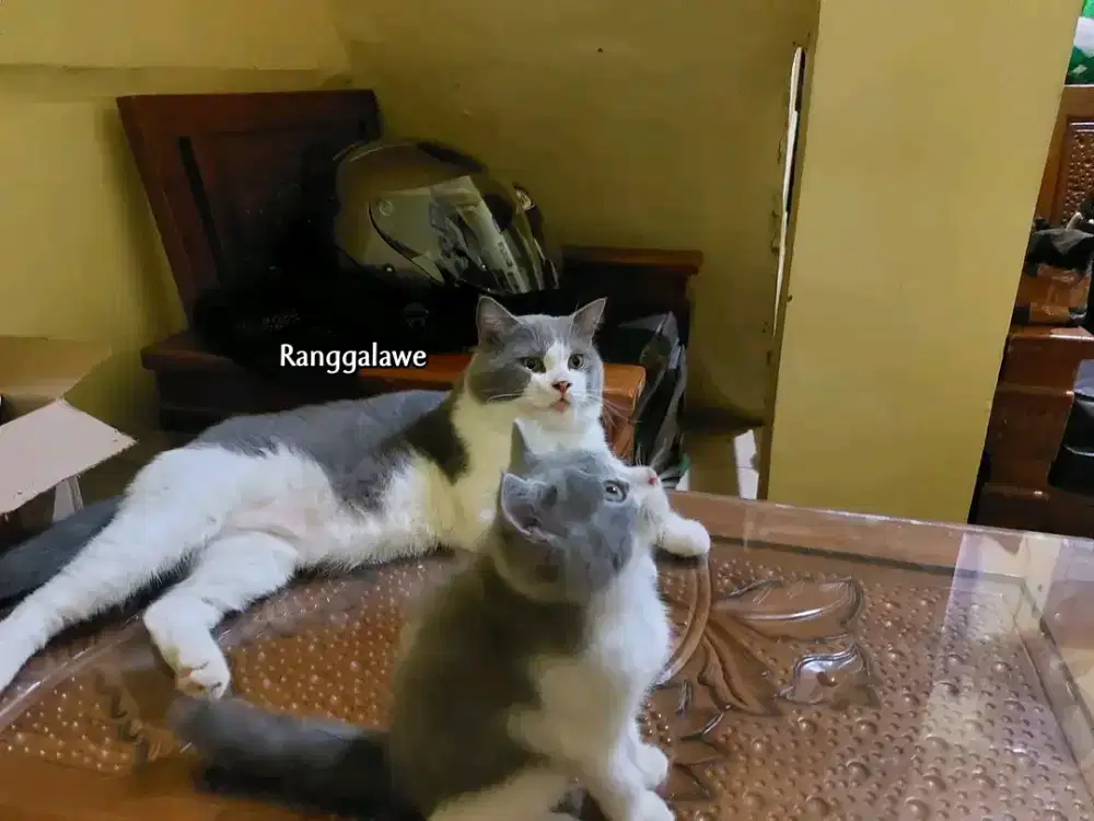 Kitten British Shorthair betina