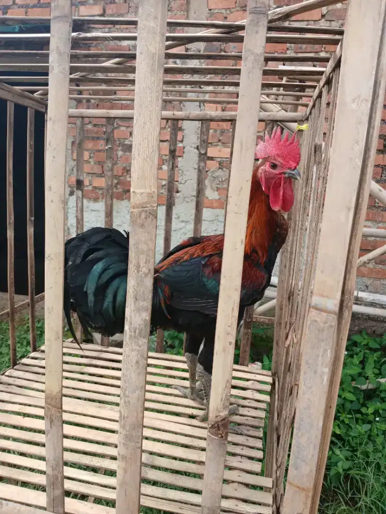 Ayam pelung berkualitas