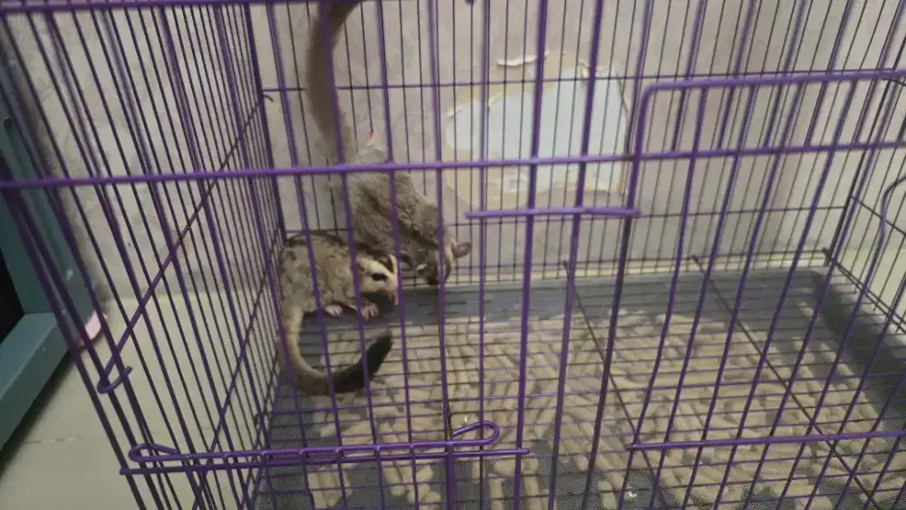 Jual Sugar Glider