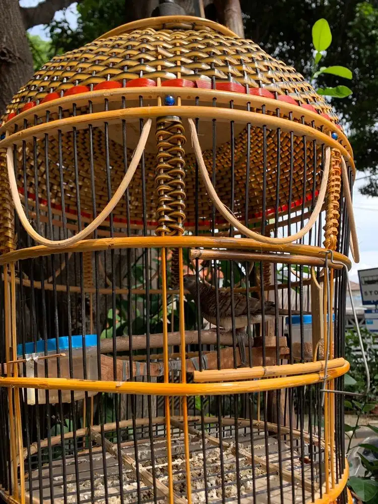 Burung perkutut crosing dan kandang