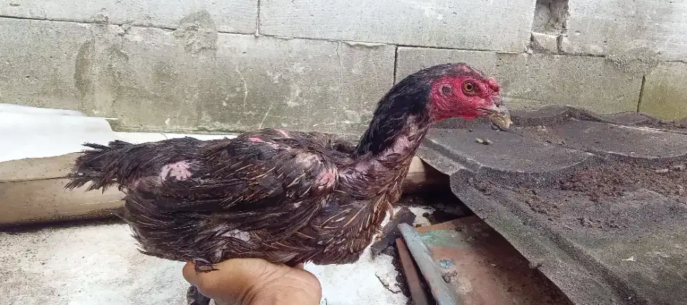 Ayam bangkok phama ninja