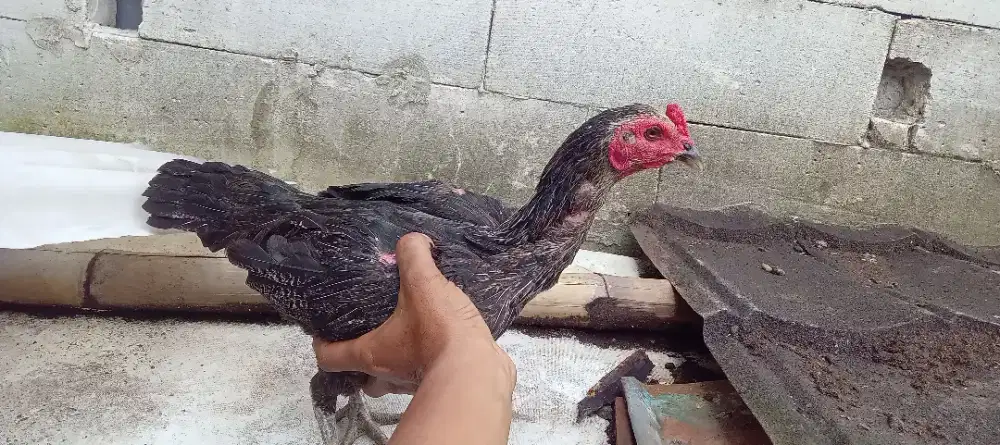 Ayam bangkok mangon IQ