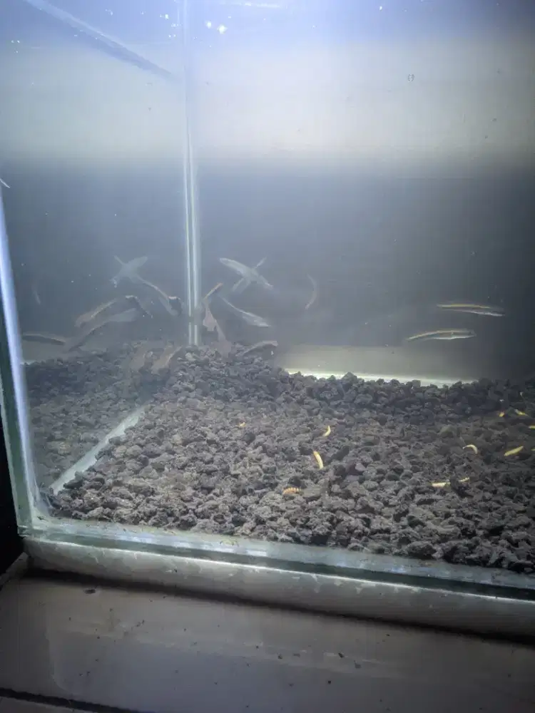 IKAN CHANNA MARU YELLOW SENTARUM 4-5-6CM